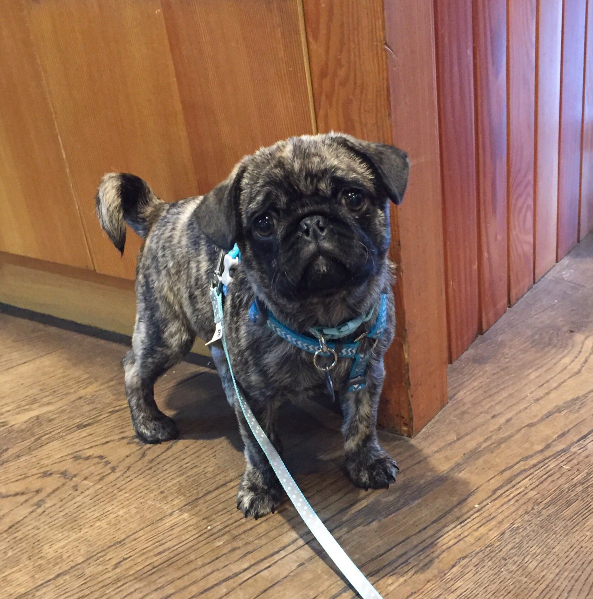 Today we met Charlie the 12 week old Pug😍 longingly looking at the treat in my hand😂Completely &amp; utterly adorable!💙🐶🐾