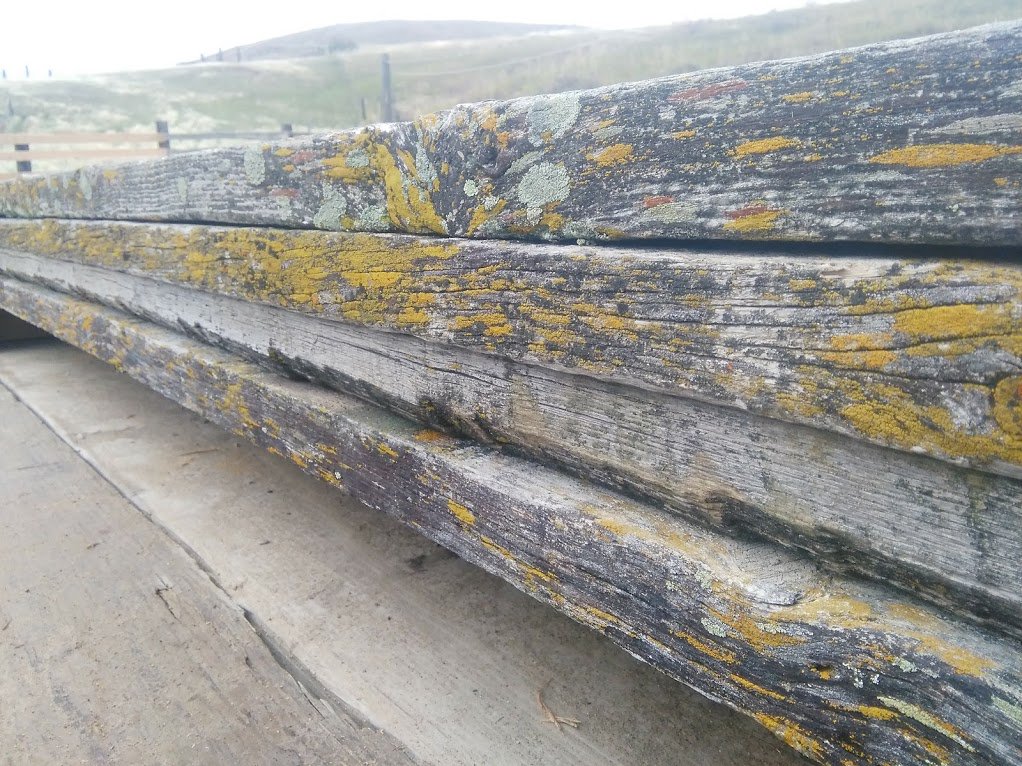 TheReclaimsmen's tweet photo. This old low tech lumber turns into my hi tech crypto HODLings with 3 just moves. The reclaim, the sell for fiat, and the fiat exchange for crypto. Thinking of simplifying with 2 moves #BTC #LTC #ETH #XRP #TRX #XVG #XLM anyone interested in old #reclaimed #graywood corral siding? https://t.co/dSSVVF4Pem