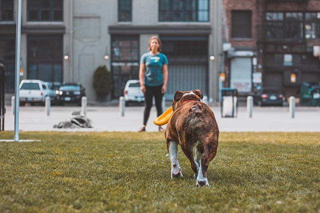 thatdudeRiq's tweet photo. That’s so fetch 🐶
•
•
•
#fetch #ohbarkley #puppylove #thatsmydog #seattle #centurylink #stadiumplace #downtownseattle #seattlepulse #cmonboardseattle #pnw #bulliesofinstagram https://t.co/4BNwuSz7CY https://t.co/AfM2SwYhxq