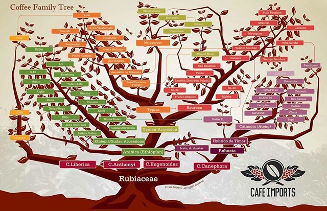 Koffie smaakt zoveel lekkerder als je er meer van af weet. 
Wat is de impact van de koffiesoort op de smaak van koffie? Grofweg kennen we 2 soorten koffiebonen. Arabica en Robusta. Het grote verschil is dat Arabica koffiebonen een veel gevarieerder smaak… ift.tt/2E2wdnr