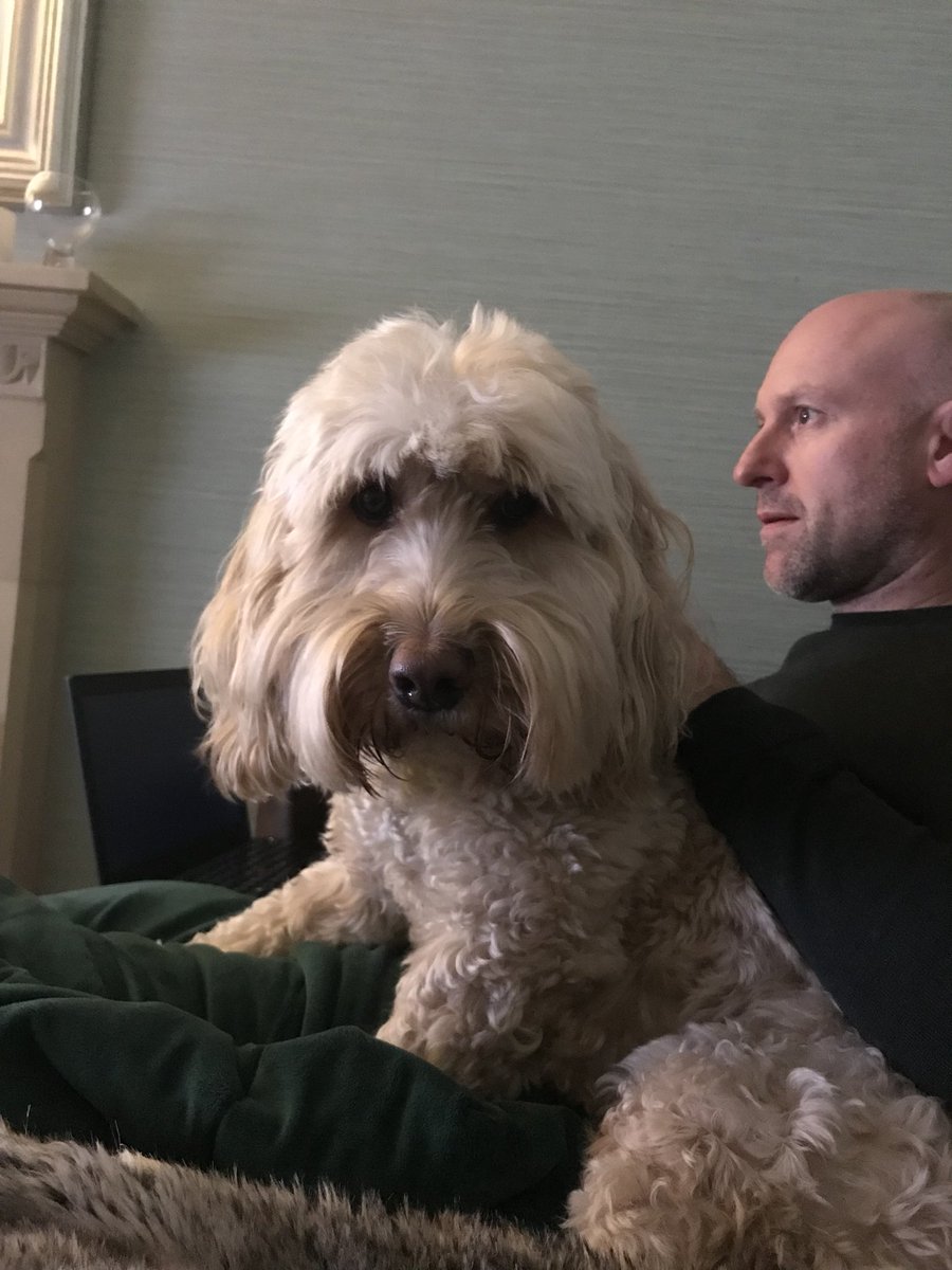 Baileycockapoo's tweet photo. Distracting Dad from work ! https://t.co/k0WpaPzRwB