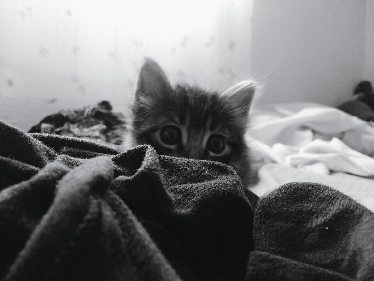 _mpaixa1's tweet photo. #cat #ottothecat https://t.co/rBeDPUeECA