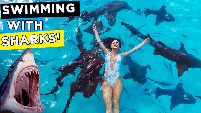 FACED MY BIGGEST FEAR &amp; SWAM WITH SHARKS! (Bahamas Part II)  RT for some LOVE!   https://t.co/IMSxGnPgCU<a href="/tag/hardworkpaysoff"class="tags"><span>#hardworkpaysoff</span></a>