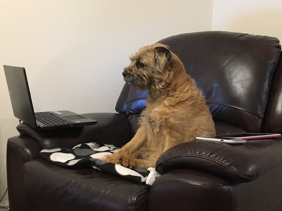 Just surfing for best price on bones! #borderterrier #btposse