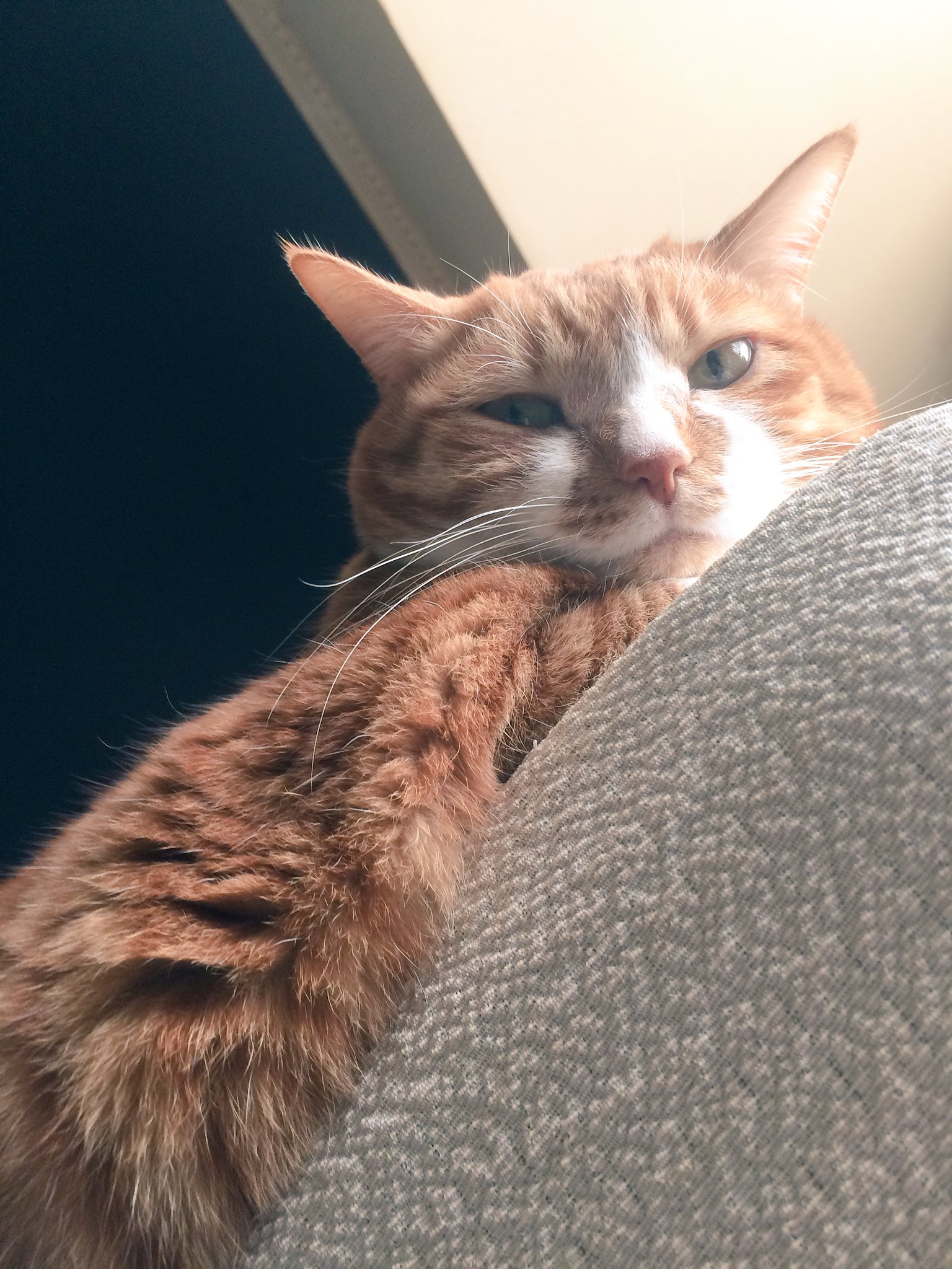 猫の手はクリームパン 上から見下されてご機嫌悪いらしく 猫パンチを受けました 今日も頑張ります 猫 猫好きさんとつながりたい 悪い顔 昨日爪切りして良かった T Co 4emmng8vjg Twitter