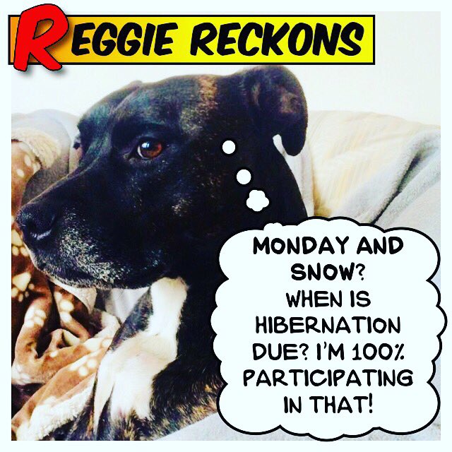 SpeedStyleAutos's tweet photo. #ReggieReckons
“When’s hibernation? I’m 100% participating in that!”
Winter car sales at: https://t.co/c4tkFtfO4N
#januarysales #onsale #AudiTT #FordST
#GoodGarageScheme #reliable #garage #staffy #garage #usedcars #forsale #autotrader #carsales #finance #ipswich #Ippy #suffolk https://t.co/svt7ZFdQxM