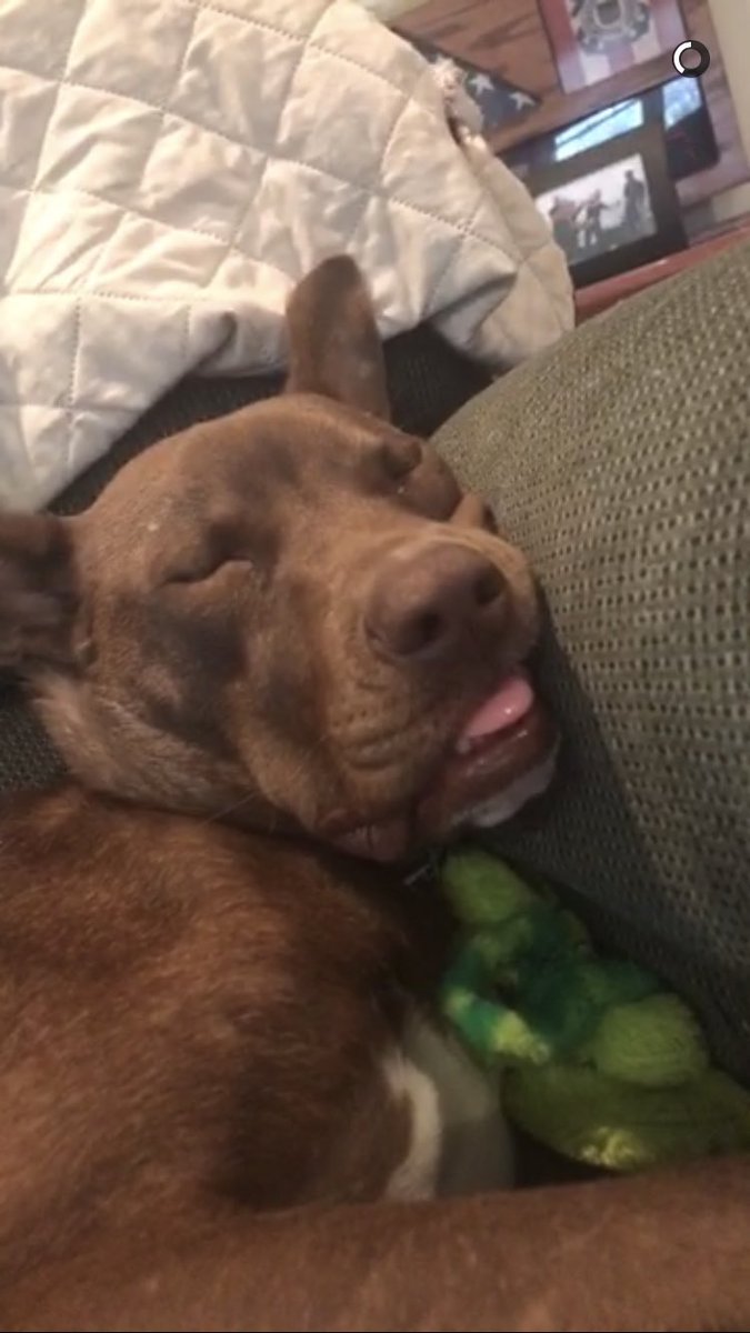tfrown99's tweet photo. Those puppy bowl puppies are cute and all, but they really missed out on this mvp https://t.co/e7ZW6P20Ds