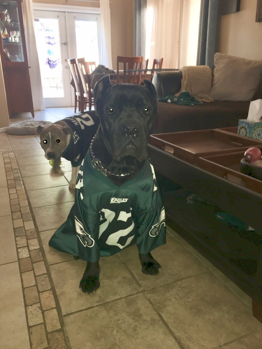 headsuphelmets's tweet photo. Fausto and Nyla are cheering for the Eagles today, how ‘bout you??? https://t.co/JrGDqk6L3B
