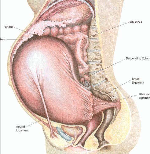 DrKayleighDC's tweet photo. New blog post is UP at https://t.co/lefXL8m2sQ! #PrenatalChiropractic and the #WebsterTechnique: What it is, why we use it, and why chiropractic care is so beneficial in the prenatal population. Used it in my own pregnancy and so very happy that I did! https://t.co/iigPDPnmsd https://t.co/6ZQX2cuIRI