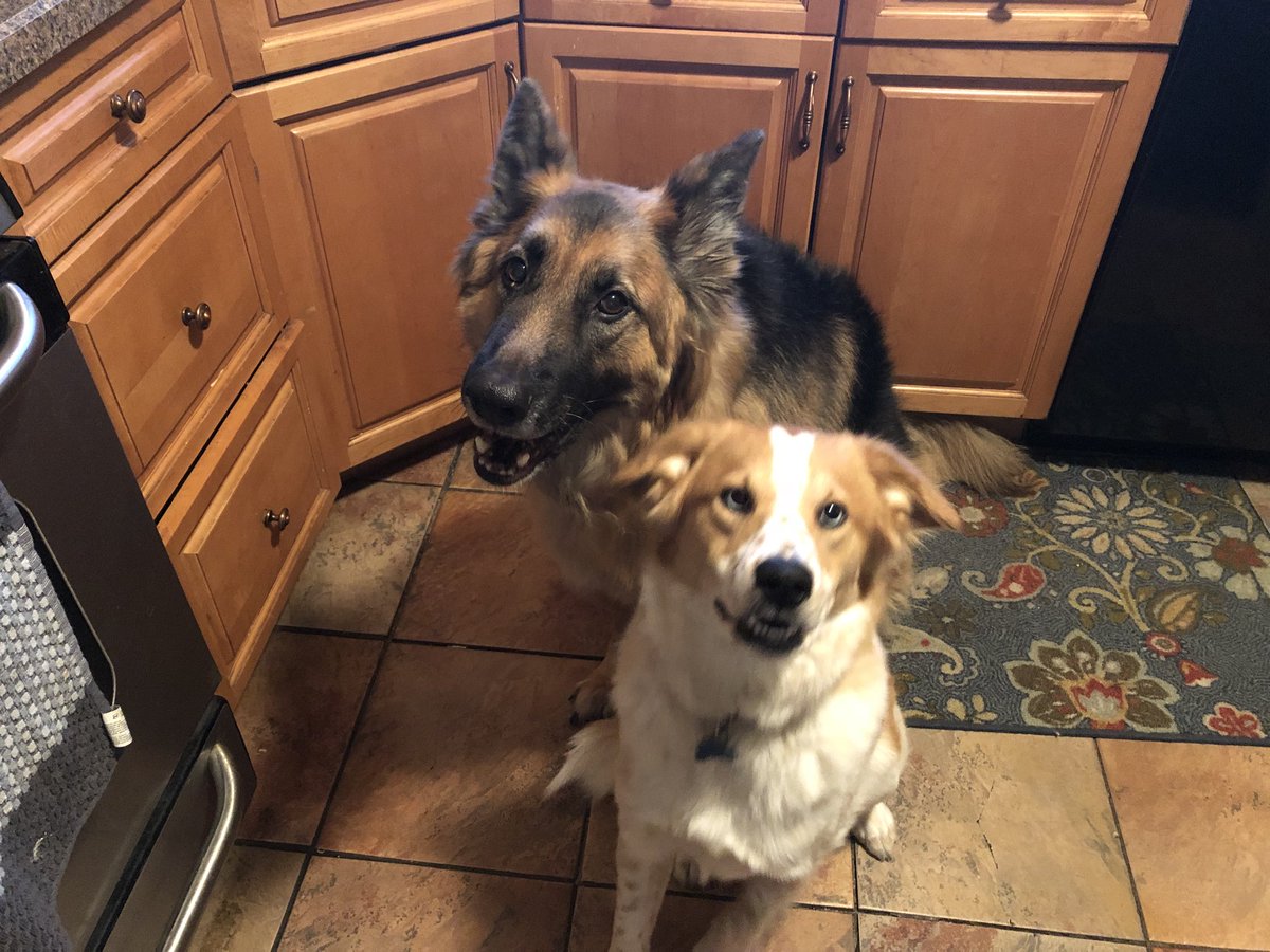 LisaHelmstette2's tweet photo. @meepthebird @meepthebird #PuppyBowl #TeamFluff we have some big fans! https://t.co/AKm9KLpe1J