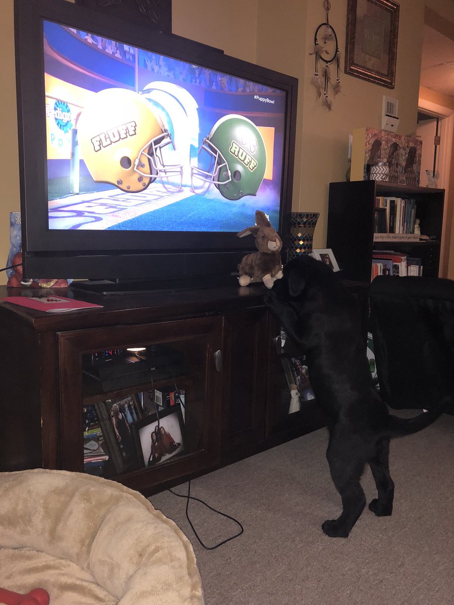 SkylerBragg's tweet photo. #PuppyBowl Zeus is loving the game! https://t.co/4P2Qevr0xR