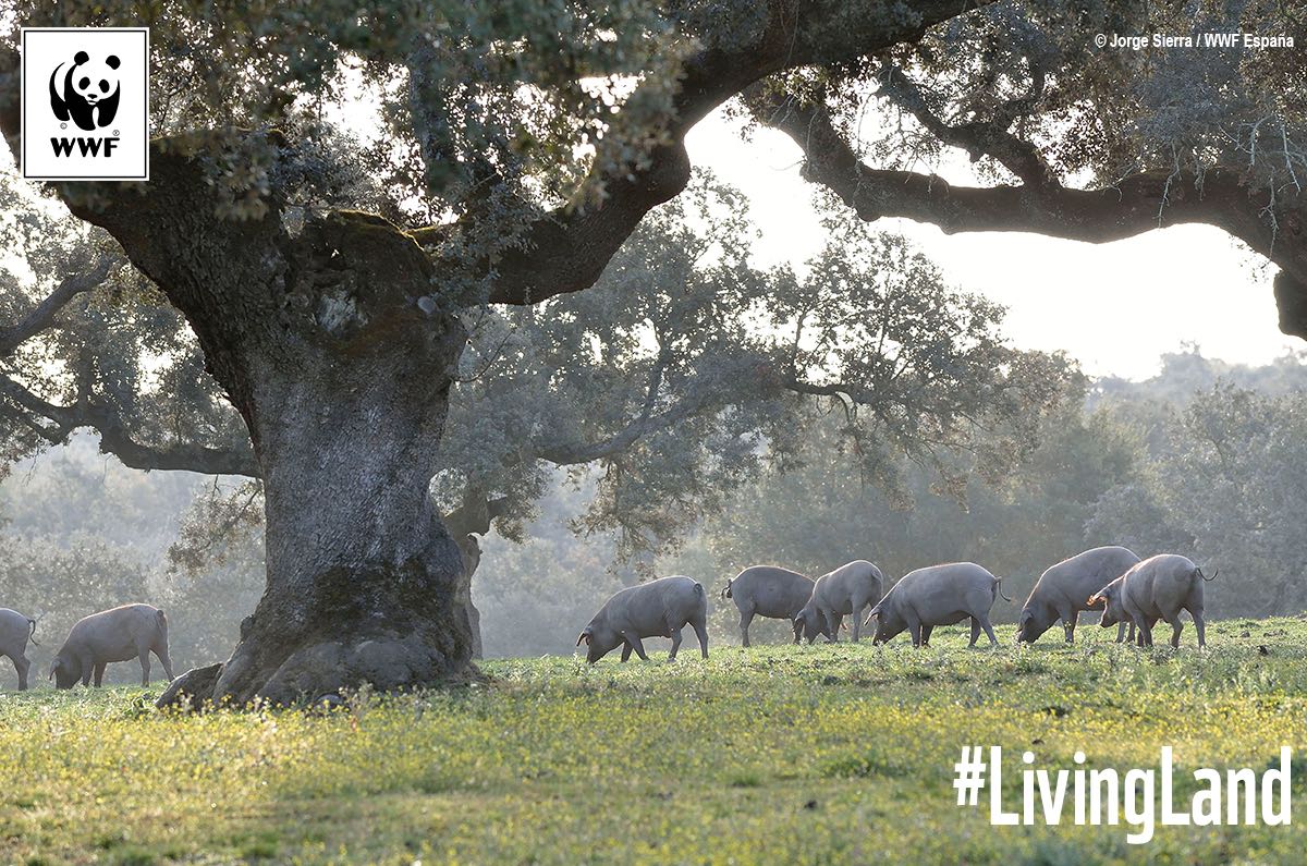 WWFespana's tweet photo. ¿Prefieres este paisaje o lo que has visto en #SalvadosGranjas? Mientras España se entrega a la #GanaderiaIndustrial , abandonamos modelos de producción sostenibles como la dehesa. Como consumidores tenemos elección #LivingLand https://t.co/VRXy1K6nw4