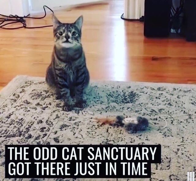 oddcatsanctuary's tweet photo. It’s what we do &amp; who we are ... a hope for special needs cats to have a chance ❤️ @oddcatsanctuary https://t.co/y0WH7lxmcC