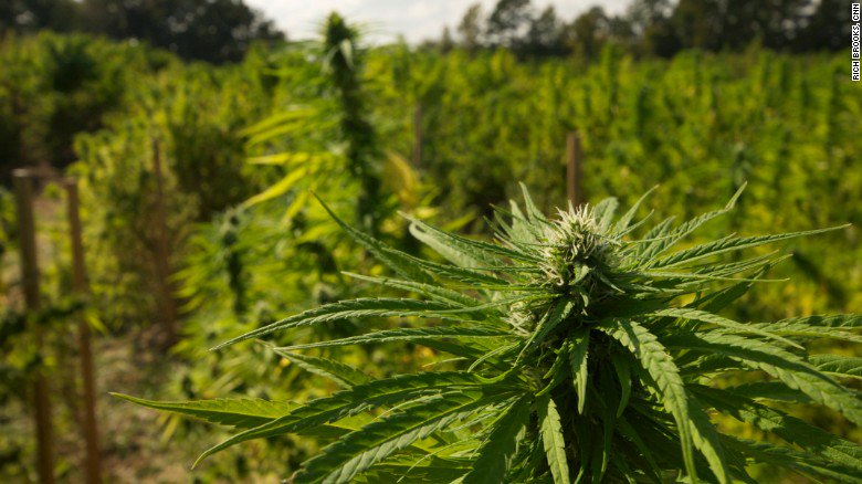 ArmyOfPotheads's tweet photo. @Cogitatorium @AlexCassista @crazybatmanfan @4Rare420_Rx @NorCalStoner420 @Kunzitoons @LARRYIRBY6 @_jena4n @EmeraldZoo @tripprrr @420linksuk @afterdarkmusic @dankcreative @Dragonzwing14 @CANNiLIVE @UncleTweezy @james_bong13 @Michael57645022 @kiyomihutson @Bklynbby @thcmed @CrossFollower12 @BoyGiuly @Kooky_420 @Hippie_of_Love @BarryRo61831082 @Jweeds_420 @Norstackk @loudbank @mzstoned @NurseMaryJInk @T0High @LoriLNoel2 @and1_grant @blakeb6969 @ReeferMcGee @jerryrickman1 @CannabisFN @kidz_net Feel free to designate your Staff General and #rollout a training program where required!
#Members of the #FieldInspectorCorps, you are tasked with an important #AOPmission:
Go out & inspect the #field & all things field! Report developments to the #FieldInspectorGeneral! FIG https://t.co/hp6QBtTCmt
