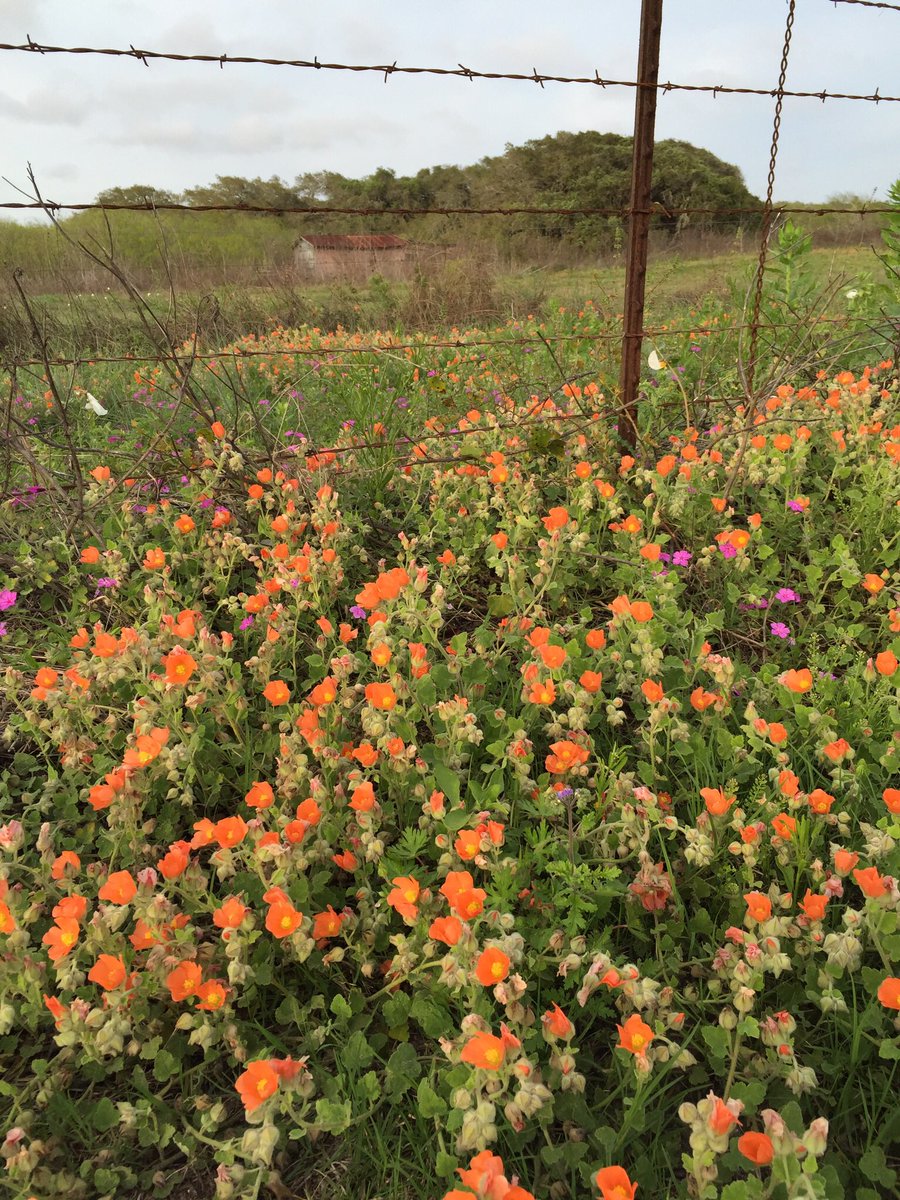 Spiderwort52's tweet photo. @mccoshsm I was reminded of my 2015 trip through southern TX, along roadsides, cemeteries and along the coast #txnativeplants https://t.co/u2eDZFSRcx
