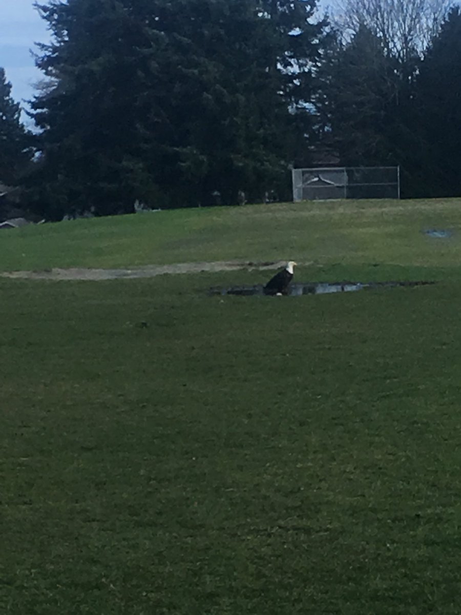 Sunday at Pebble Hill Traditional - an Eagle comes to visit when it is quiet on the playground. #deltalearns