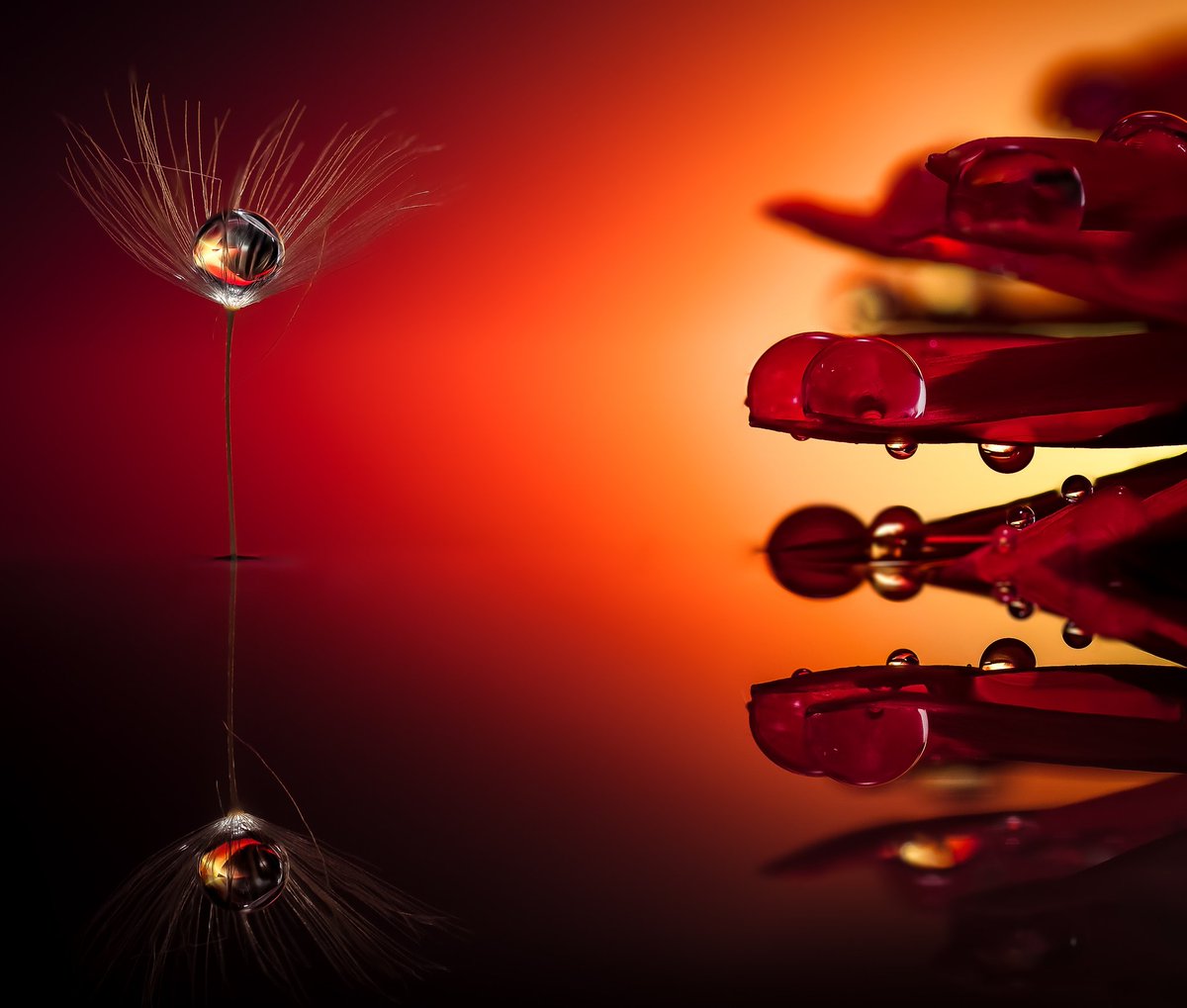 Mario_Nicorelli's tweet photo. #nikonitalia #liquid #macro_spotlight #water #nikontop #topshop #life #fotoclubcentrostile  #gocce #domiad #topselection #topselects #professionalphotographer #mylife #miavita #colores #treviso #oderzo #nphotography #drops #flowers #nikonclubitalia #macro https://t.co/fxjClowApz