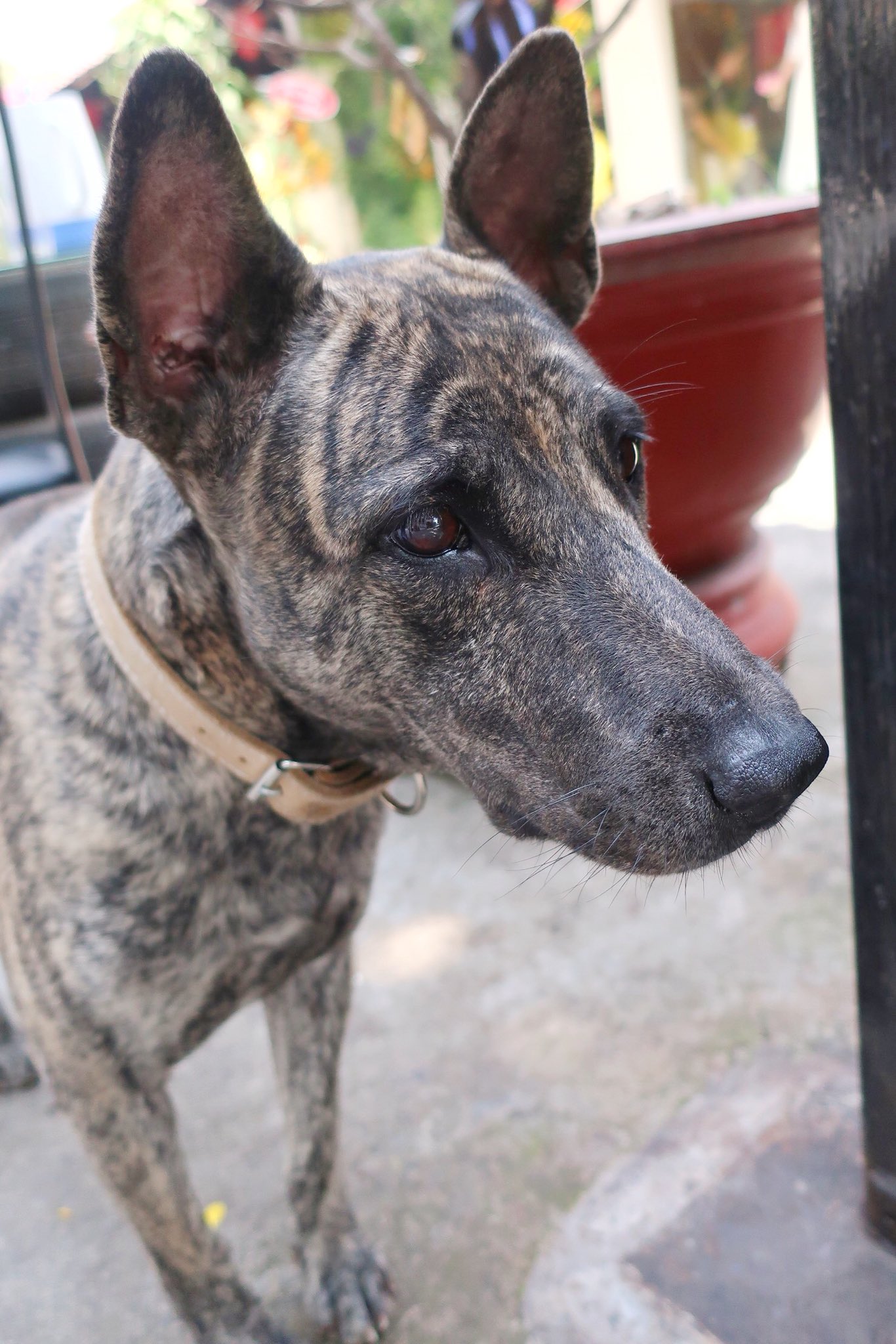 尻尾のない犬 レストランにいたフーコックリッジバックドッグの血を引いている犬 ベトナム語で 渦 と呼ばれるこの背中の筋は この犬の場合 2つの小さなつむじを起点に体毛が逆立って生じていることがわかる この犬種はブリンドル 虎毛 が多いよう