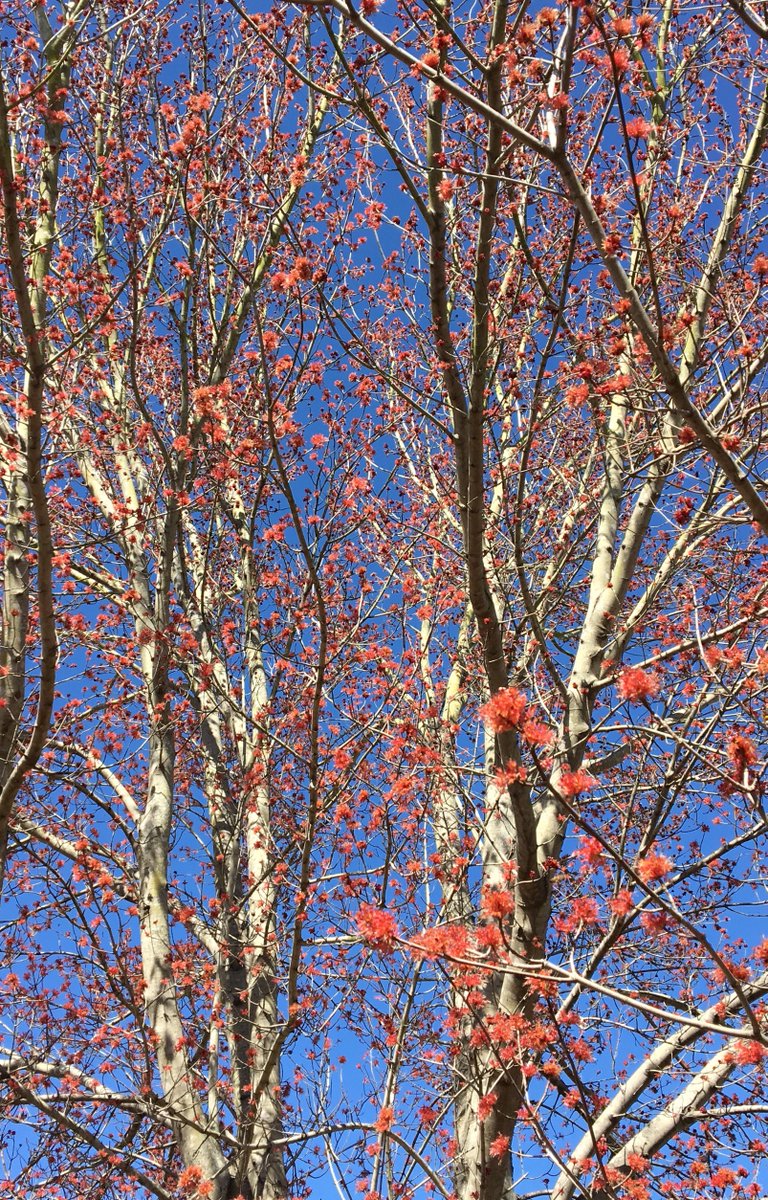 thejoshmeeks's tweet image. Bees on brilliant blooms 
Buzzing vibration of life
I&apos;m the one who&apos;s small

#WintersAlmostOver #NaturePhotography #PoetrySunday #poetryinmotion #haikuchallenge