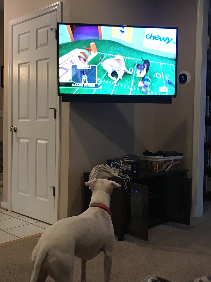 MonicaBeeman's tweet photo. #puppybowl #fosterfail #adoptdontshop #xena #parvosurvivor https://t.co/60ZrTfFAMA