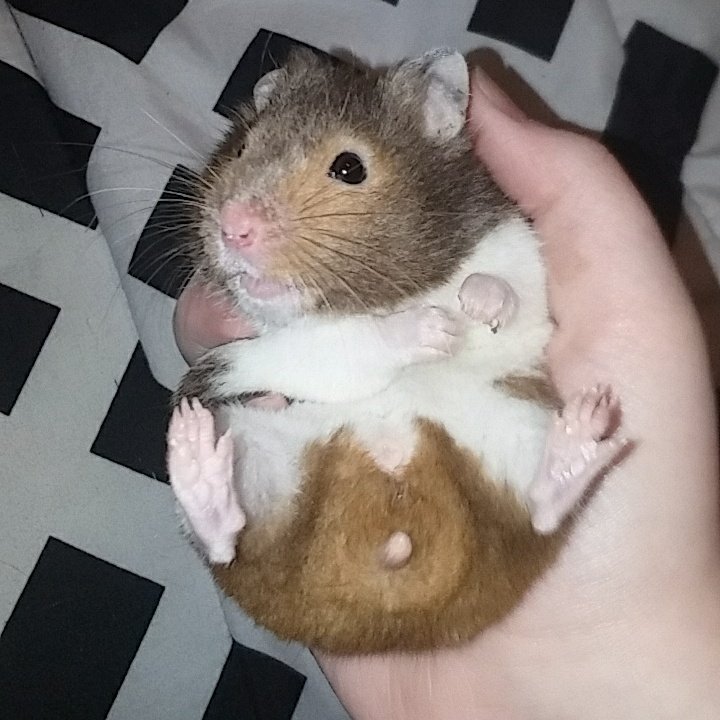 hammochi_'s tweet photo. I hate being on my back.... https://t.co/mqeeIs5fzl