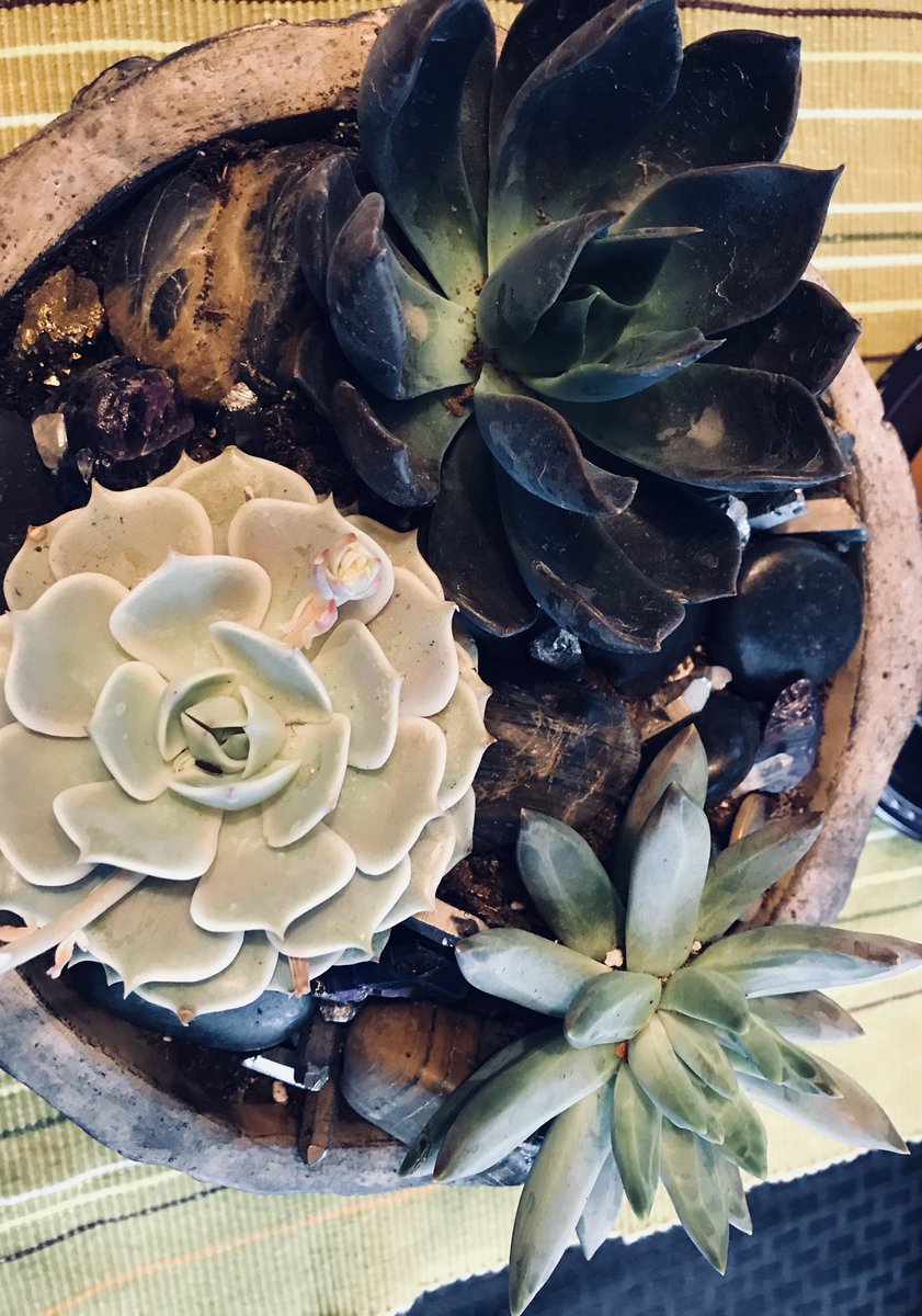 GretcheSuccs's tweet photo. #greengadesigns #lovesuccs https://t.co/FPvYChgJwq