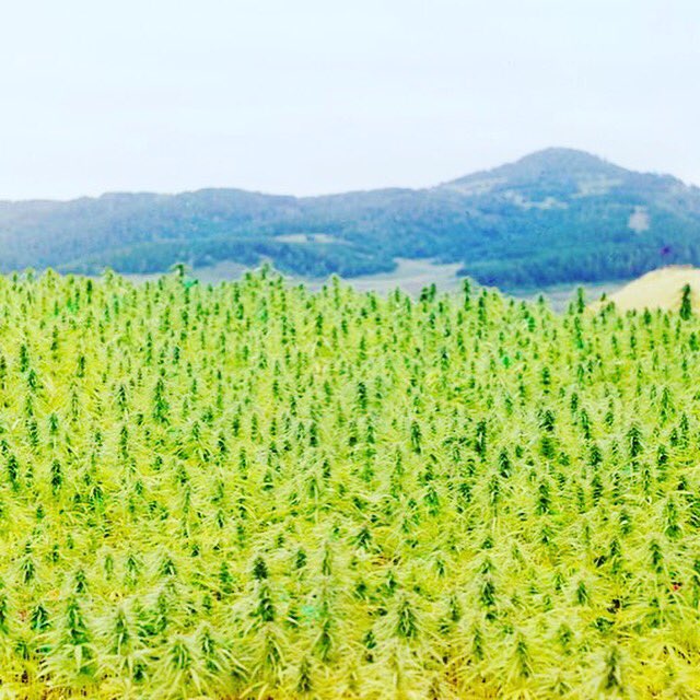 MariJNews's tweet photo. Know your #hemp!😍💚 #knowyourhemp #hemphelps #hemppays #hempbuilds #hempheals #industrialhemp #hempismdicine https://t.co/NPhVbqHTe3