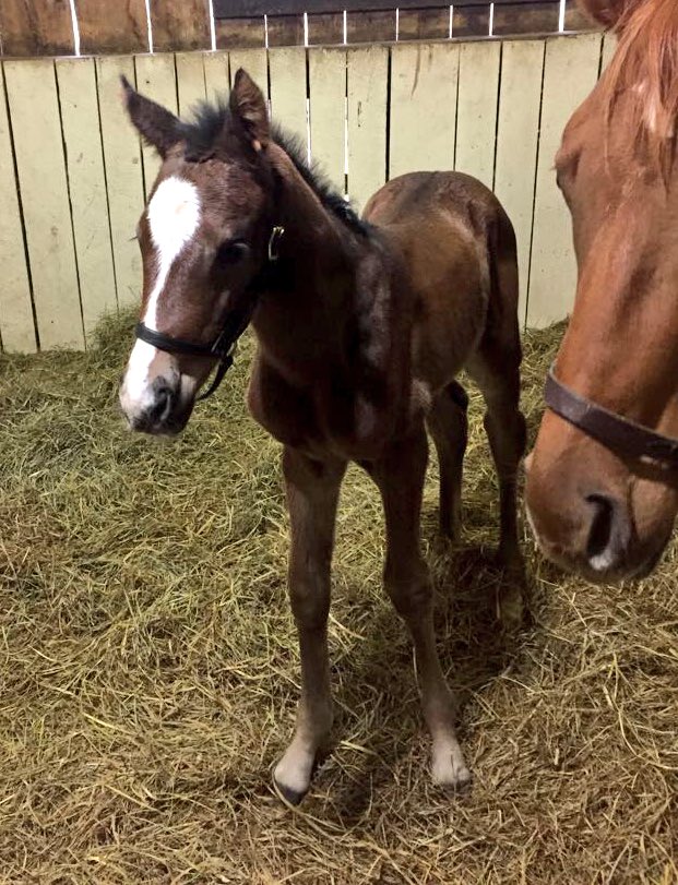 ParrishHillFarm's tweet photo. Quickly on her feet...1st foal a filly by @coolmorestud stallion Air Force Blue #flashyfilly #CoolmoreSires #kentuckybred https://t.co/whM43G8hq4