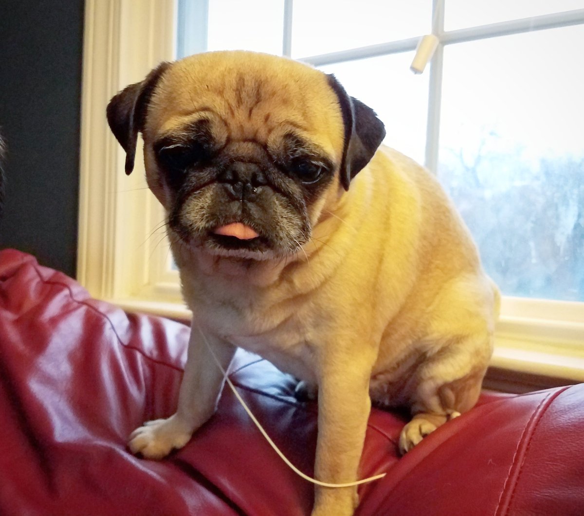 funaek's tweet photo. Dramatically tangled in the blinds string. #rosyposy #dramaticpug #tangledpug https://t.co/WsMthH8VdI