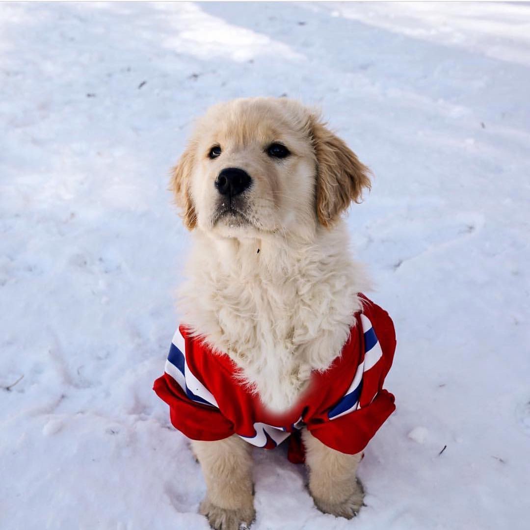 Who ya got 🏉 #solidgoldpets