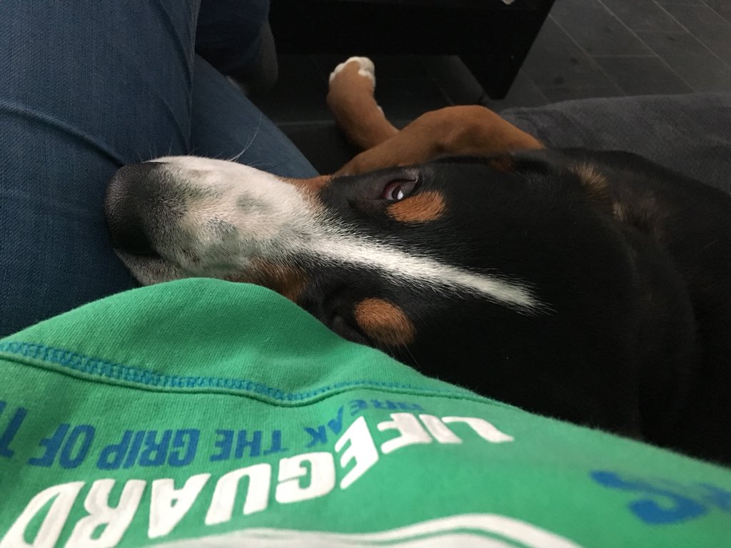 Caroline Schillemans tweet media