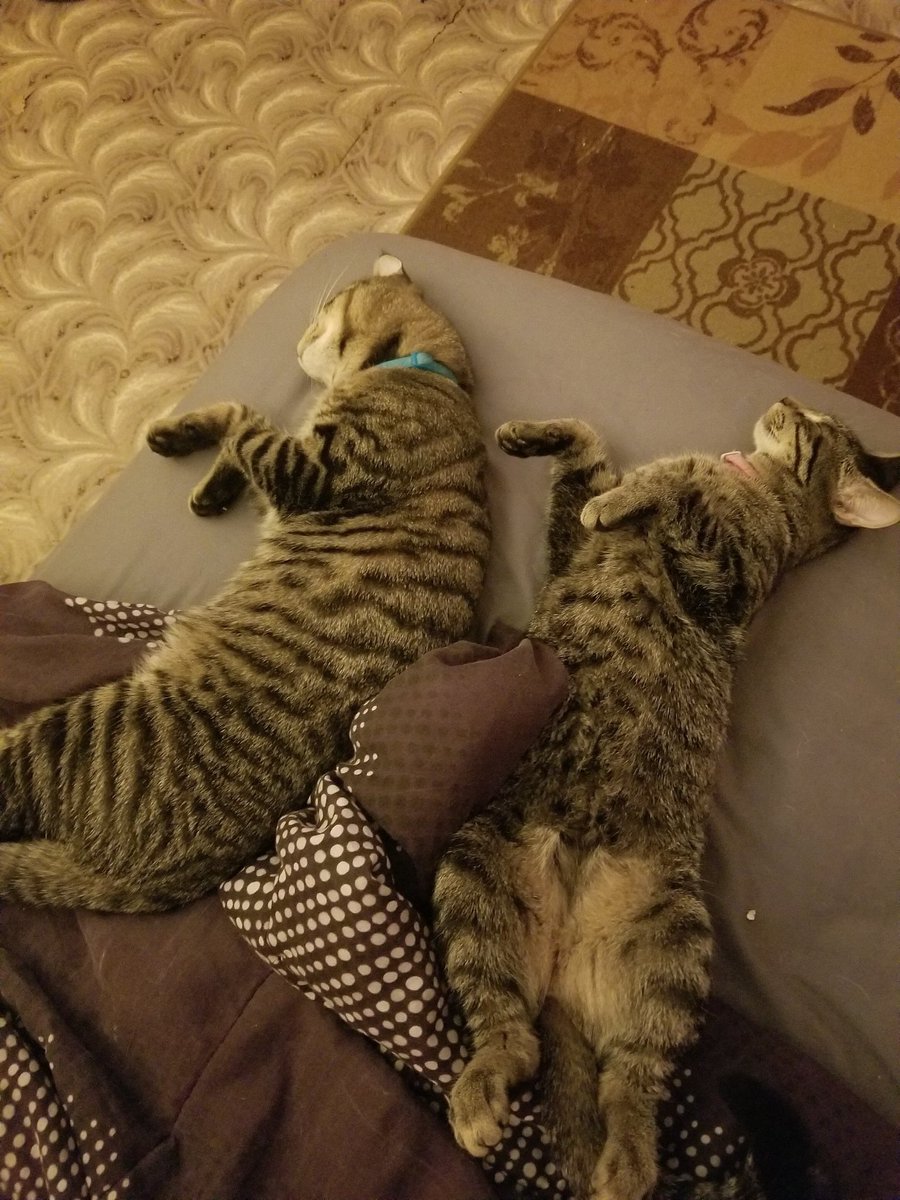 sdcatz's tweet photo. Millie and Dexter, Madison https://t.co/6RoM3sHVZ8