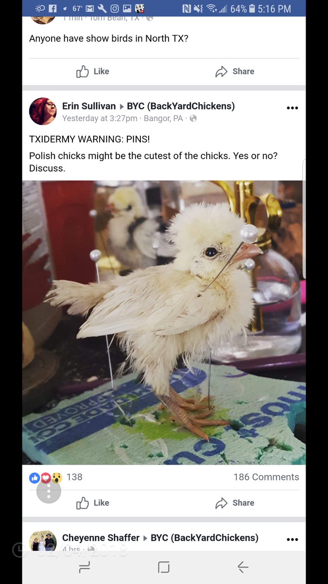 pinepilot's tweet image. #PuppyBowl. Do you think killing baby chick's to stuff them is cruel? ?