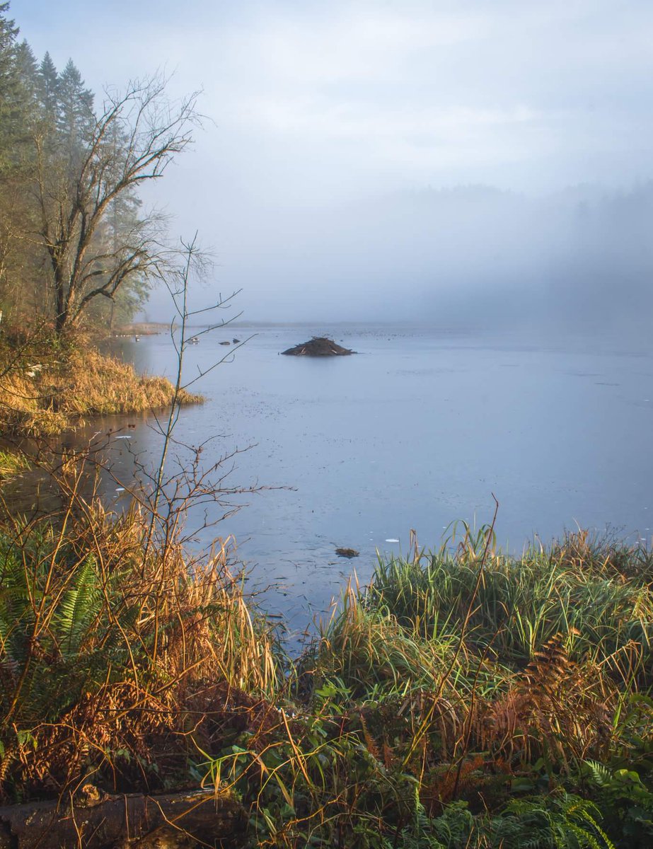 Morning light, beaver dam, breathing it all in at #Minnekhada Regional Park in #Coquitlam, B.C.
#scenic7bc #explorebc <a href="/bcmagazine/">B.C. Magazine</a> <a href="/HelloBC/">Super, Natural British Columbia</a> @Scenic7BC <a href="/enterherecanada/">EH Canada</a> <a href="/ImagesofCA/">Images of Canada</a> <a href="/NikonCanada/">Nikon Canada</a> <a href="/VanVisTV/">Vancouver Visitor TV</a> <a href="/vancouvertrails/">Vancouver Trails</a> <a href="/canadascope/">Canadascope</a> #britishcolumbia #Canada