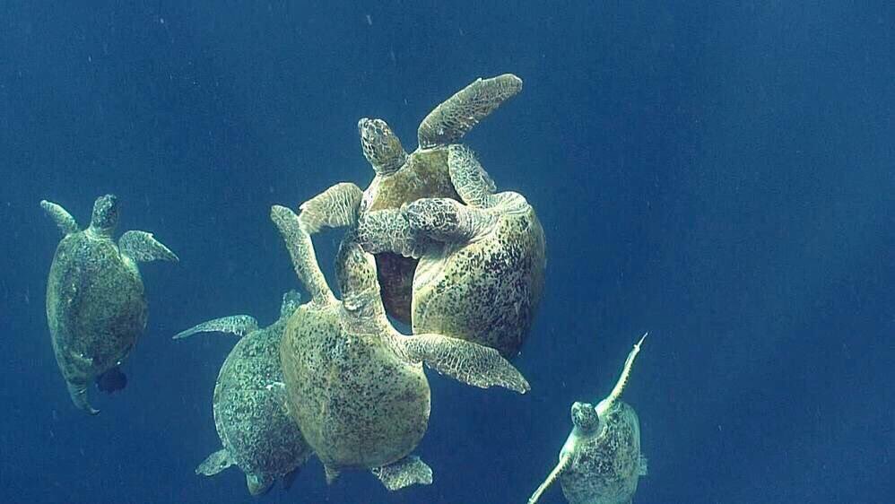 LoggerheadApp's tweet image. Threw that one into coverage, Tom. #SuperBowlLII
