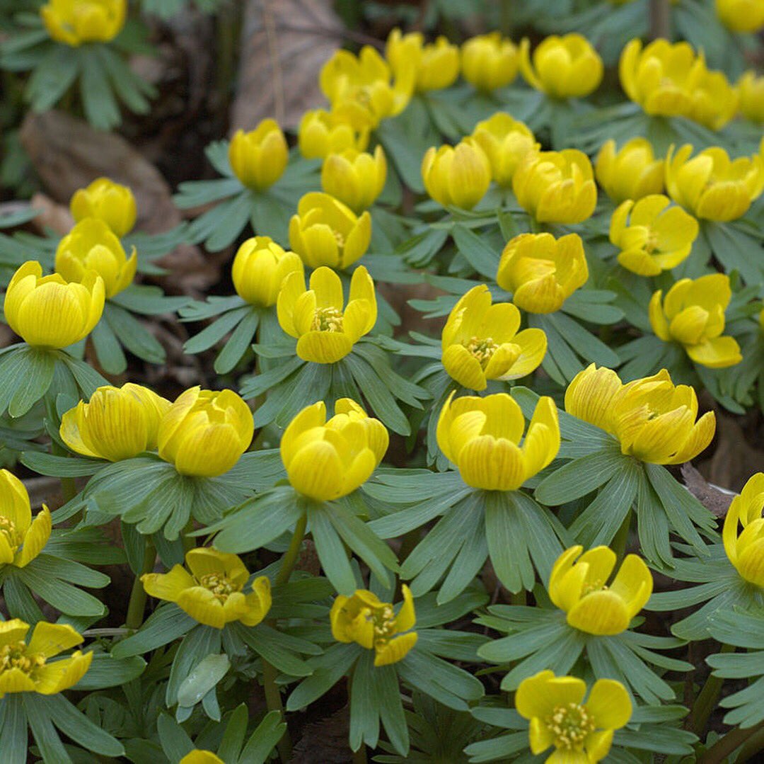 davies_white's tweet photo. Eranthis hyemalis aka Winter aconites - An early herald of spring, often the first and willing to open its butter-yellow orbs and allow early 🐝 sustenance before producing 🌟shaped seed pods #valbourne
#winterflowers #canburygardens #kingston #eranthis #eranthishyemalis https://t.co/hGY6Qz2Ero
