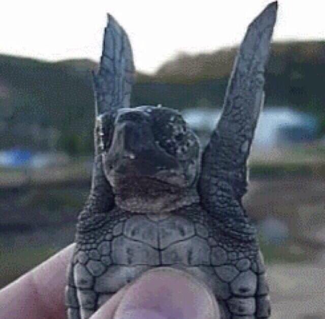LoggerheadApp's tweet image. Touchdown! (We endangered species have to stick together.) #FlyEaglesFly #SuperBowlLII