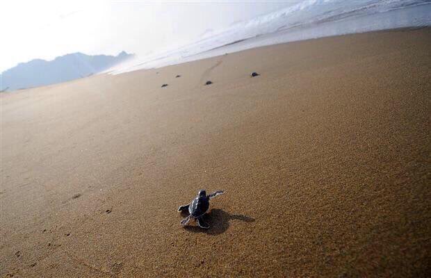 LoggerheadApp's tweet image. He was all by himself out there... #SuperBowlLII