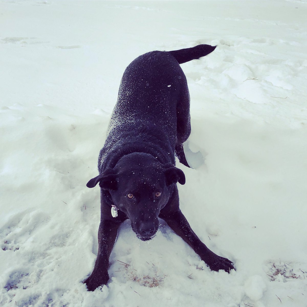 MadameMedeiros's tweet photo. @MCKSmithBennett My dog and I had a blast playing in the snow this weekend! ❄�� #FunInWinter https://t.co/xLOzwl3bY1