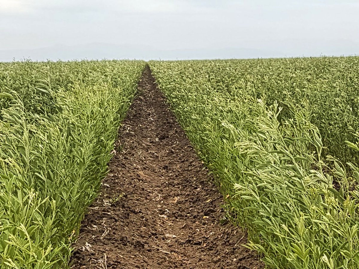 auscottltd's tweet photo. A healthy crop of Pigeon Peas; an important part of Bollgard Stewardship and resistance management. #NamoiValley #Narrabri https://t.co/PC5RsIz7oI