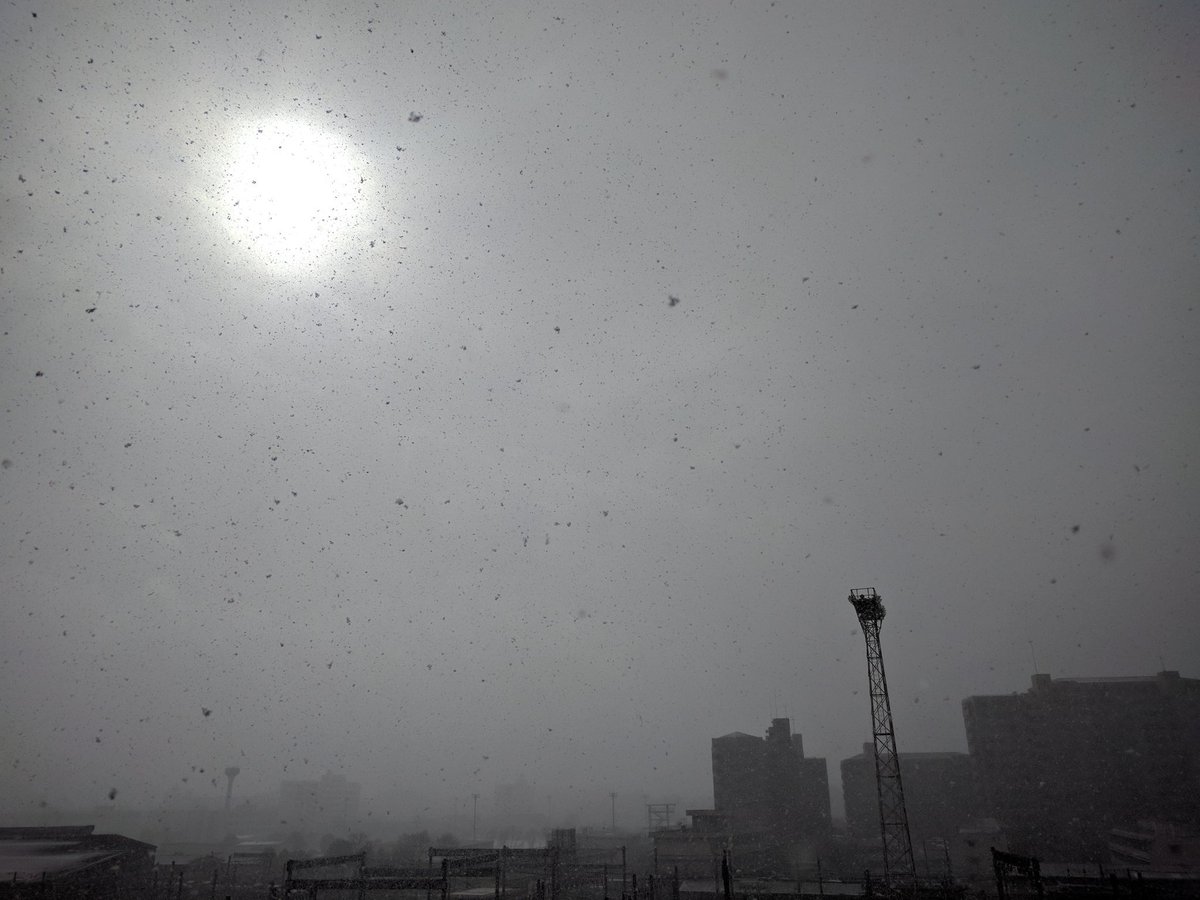 福岡市雪 福岡市雪