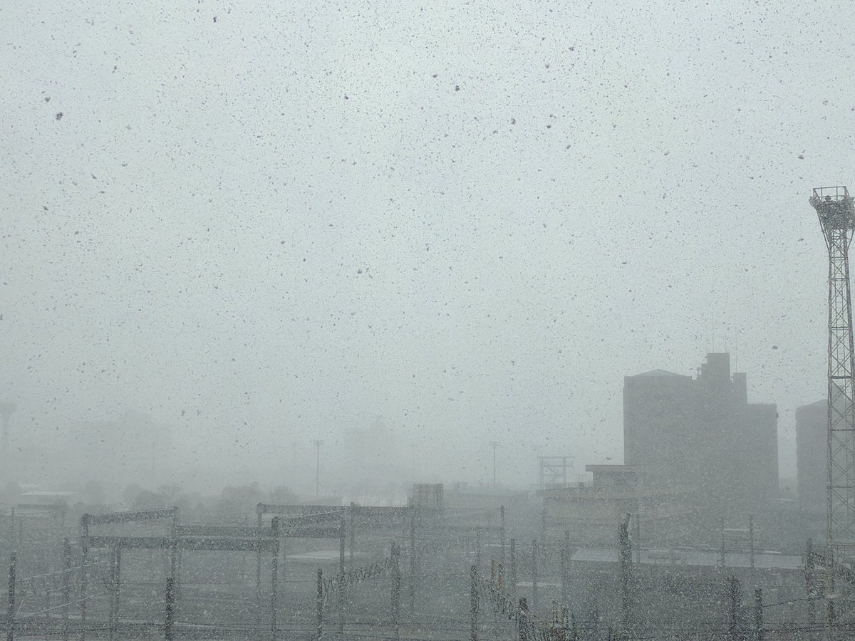 福岡市雪 福岡市雪