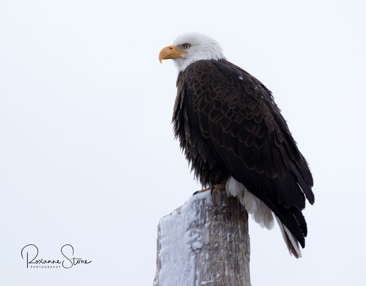 StoneMarketing's tweet photo. Thanks @BorrowLenses! My replacement lens worked out just fine :) Canon 5D Mark IV, 400mm, f/9, 1/640 sec., ISO 100 RSP©  #Canon #canonphotography #eagle #optoutside #birds #Colorado #winter https://t.co/mWAwCA9fp7