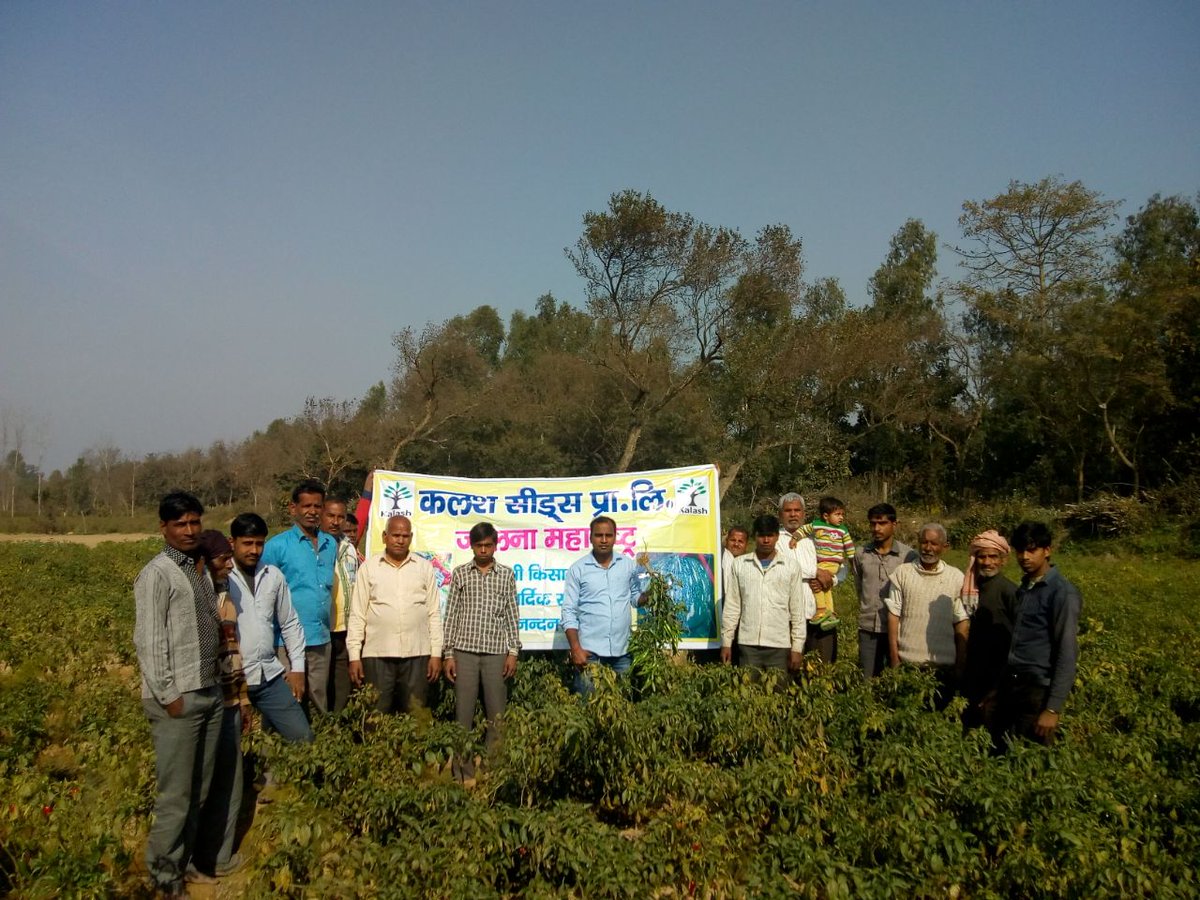 KalashSeedsIND's tweet photo. Field Updates: Field visit program organised by our team members in Bareilly (UP) on our Chilly 'Super Green' variety. https://t.co/AcVH87MMtl