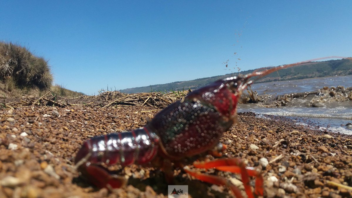 AxisAdventures's tweet photo. of Lambs and Shrimps;
this weekend was more of glamping and less of camping at Olbollosat.A quick escape from the city.https://t.co/KSnKIrwCOS
#TembeaKenya na #AxisAdventures #MagicalKenya #olbollosat #kichakani #Samawati #cottages #Glamping #camping #Hiking #kenya https://t.co/xv9NFh6cgr