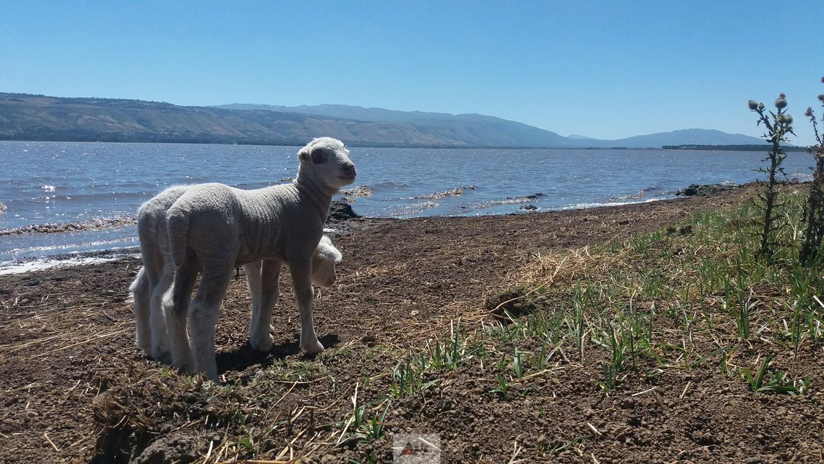 AxisAdventures's tweet photo. of Lambs and Shrimps;
this weekend was more of glamping and less of camping at Olbollosat.A quick escape from the city.https://t.co/KSnKIrwCOS
#TembeaKenya na #AxisAdventures #MagicalKenya #olbollosat #kichakani #Samawati #cottages #Glamping #camping #Hiking #kenya https://t.co/xv9NFh6cgr
