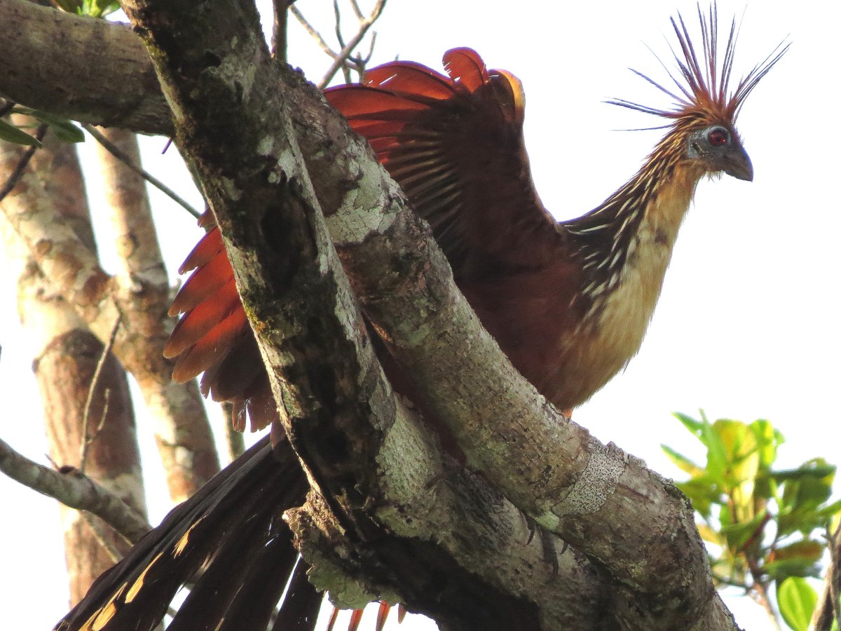 ColinMacfarla10's tweet photo. Hoatzin (Opisthocomus hoazin) have a ruminant-like digestive system, storing and fermenting leaf matter in an enlarged crop, giving the birds a unique odour. As such, the local Ki'chwa call them “Stinky Turkeys”. This is one of many on Yuturi Lake @eden_amazon #travel #Ecuador https://t.co/RRfjc1IFkQ