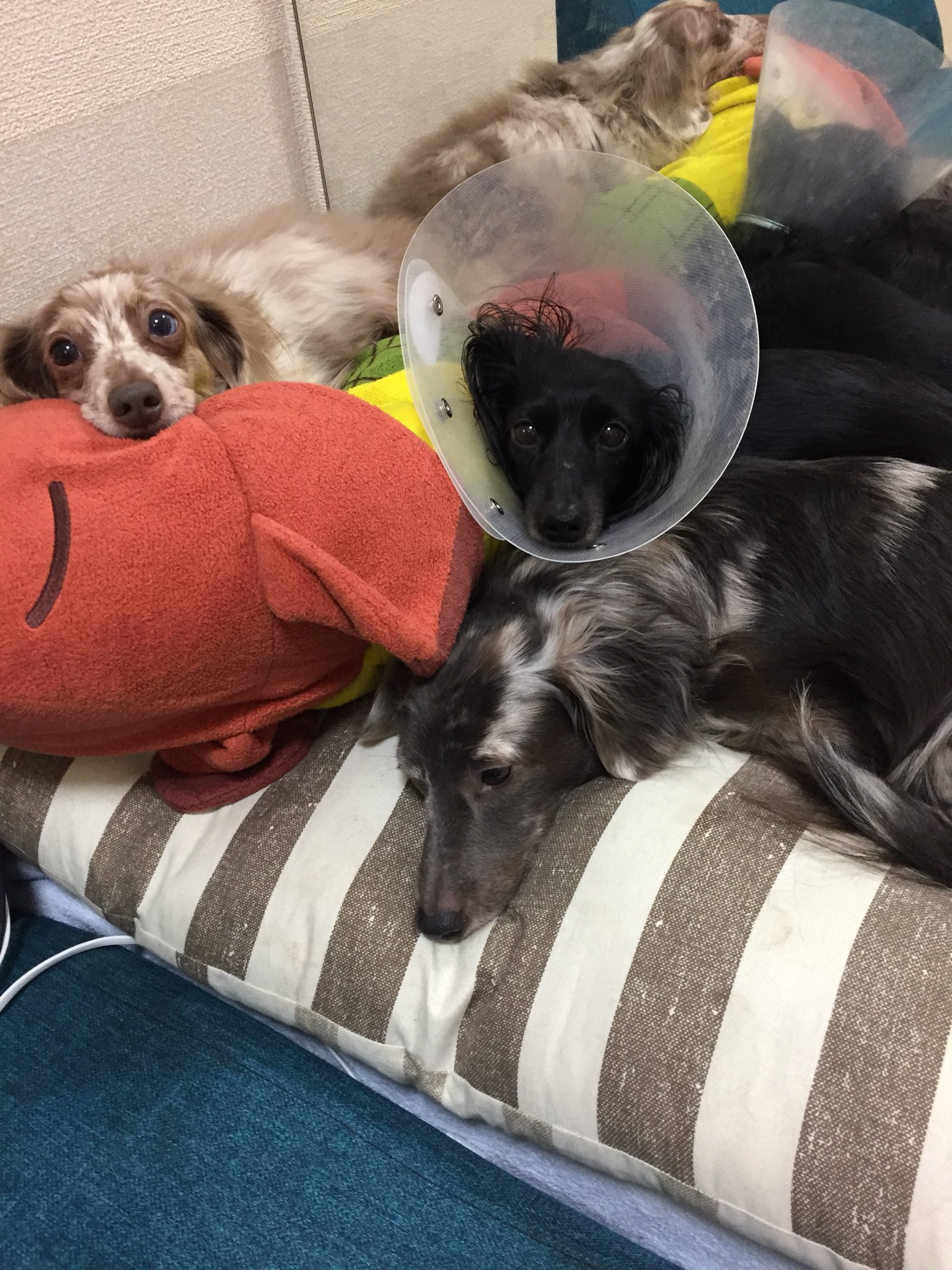 犬団子 Twitter Search Twitter