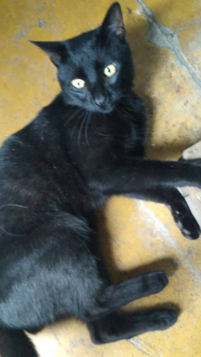 Julisc30's tweet photo. Tengo al hermano gemelo de copito que opinas?😱 #asklenay https://t.co/D1ab7Il2en