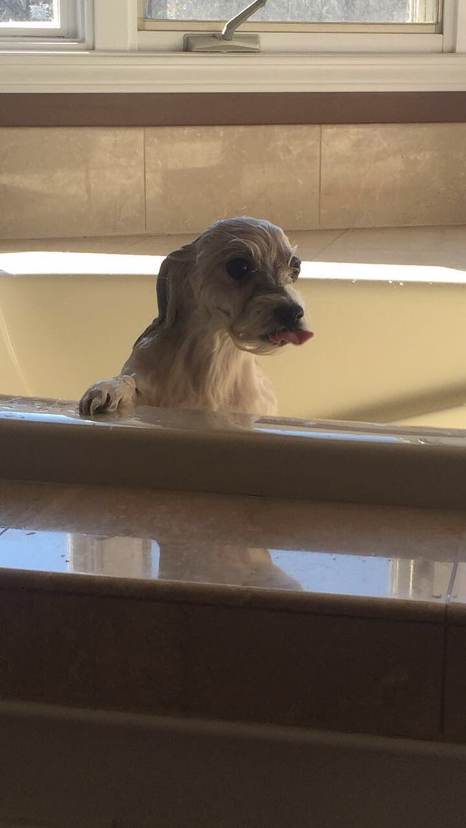 gatorzmac's tweet photo. #closercs my dog needs a bath https://t.co/7jpYNcyxIo